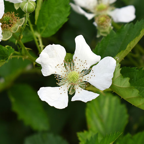 Black Cascade Trailing Blackberry Black Cascade Trailing Blackberry