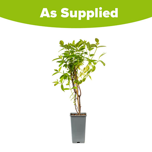 Honeyberry Altaj Honeyberry Altaj