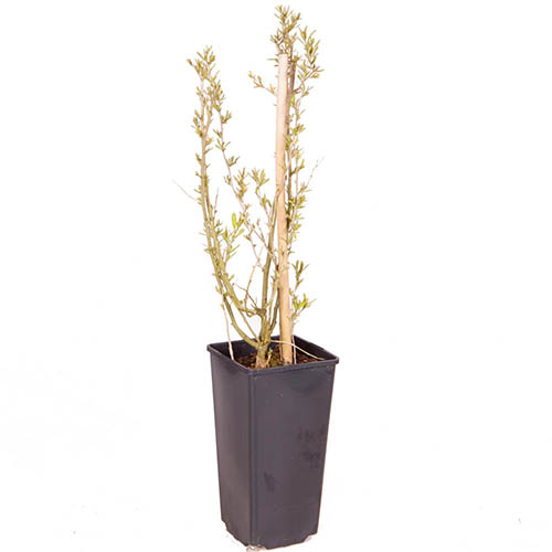 Goji Berry Instant Success Goji Berry Instant Success