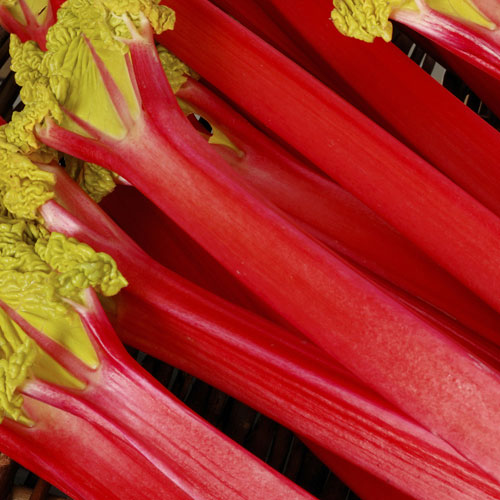 Rhubarb Timperley Early Rhubarb Timperley Early