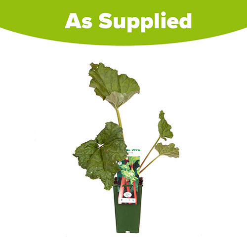 Rhubarb Timperley Early Rhubarb Timperley Early