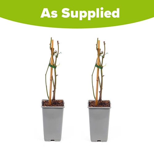 Pair of Thornless Blackberry Plants Pair of Thornless Blackberry Plants