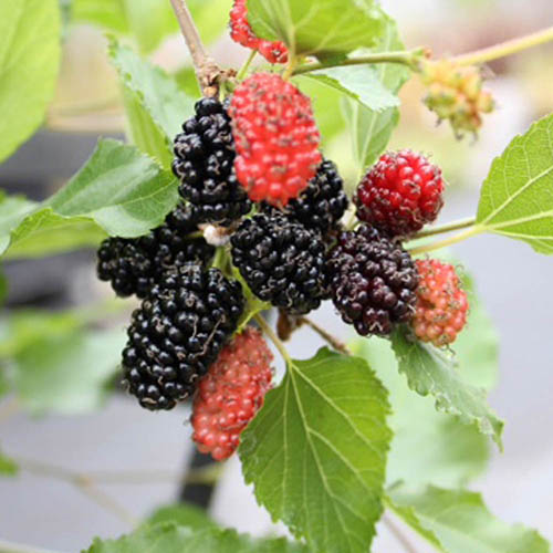 Mojo Berry Dwarf Mulberry Mojo Berry Dwarf Mulberry