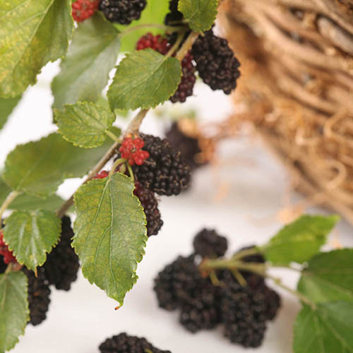 Mojo Berry Dwarf Mulberry Mojo Berry Dwarf Mulberry