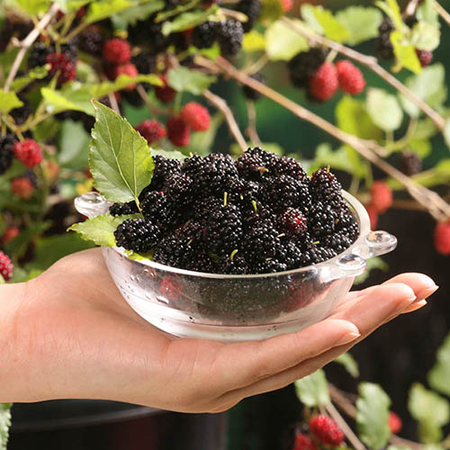 Mojo Berry Dwarf Mulberry Mojo Berry Dwarf Mulberry