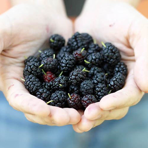 Mojo Berry Dwarf Mulberry Mojo Berry Dwarf Mulberry