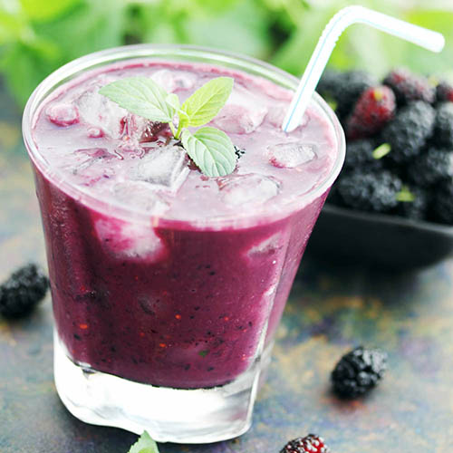 Mojo Berry Dwarf Mulberry Mojo Berry Dwarf Mulberry