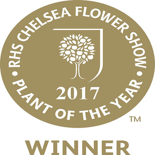 Mojo Berry Dwarf Mulberry Mojo Berry Dwarf Mulberry