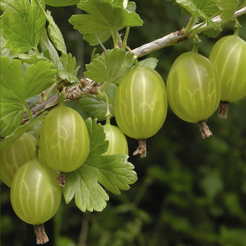 Gooseberry Invicta