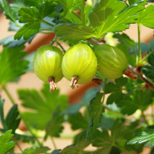 Gooseberry Invicta Gooseberry Invicta