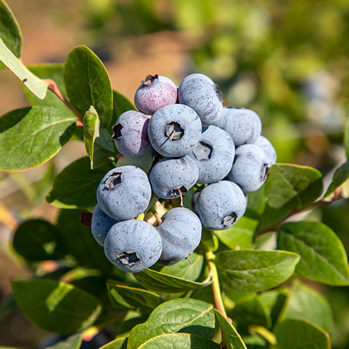 Early Season Blueberry Plant Early Season Blueberry Plant