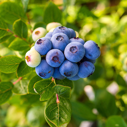 Early Season Blueberry Plant Early Season Blueberry Plant