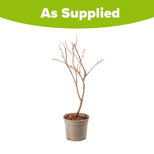 Early Season Blueberry Plant Early Season Blueberry Plant