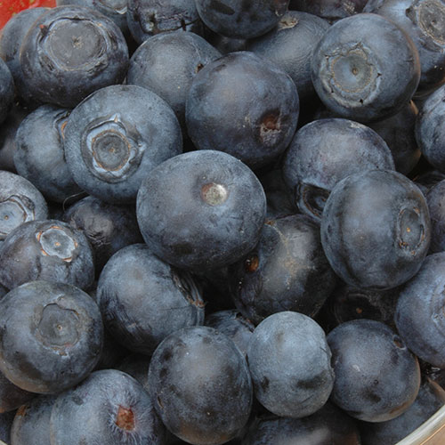 Blueberry vaccinium (mid season) Blueberry vaccinium (mid season)