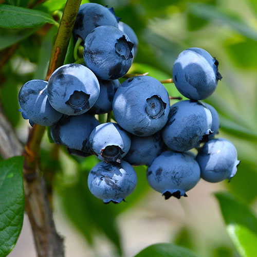 Blueberry vaccinium (mid season) Blueberry vaccinium (mid season)