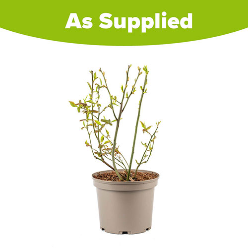 Blueberry vaccinium (mid season) Blueberry vaccinium (mid season)