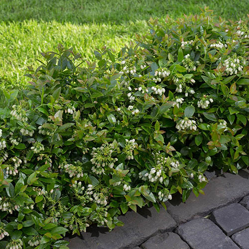 Blueberry BerryBux Blueberry BerryBux