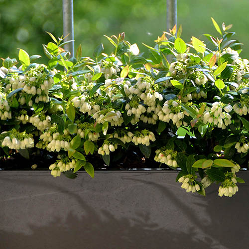 Blueberry BerryBux Blueberry BerryBux