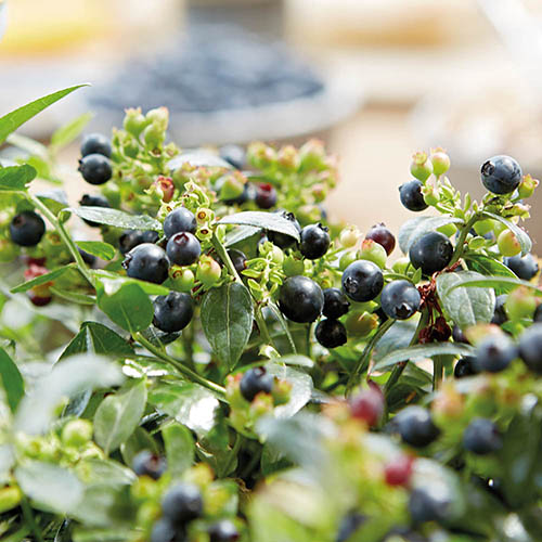 Blueberry BerryBux Blueberry BerryBux