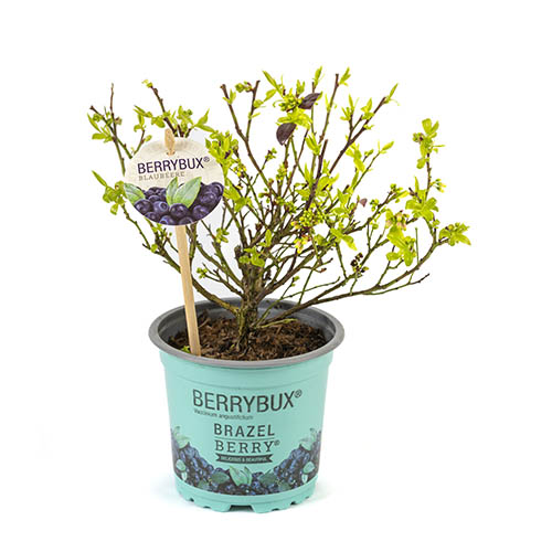 Blueberry BerryBux Blueberry BerryBux