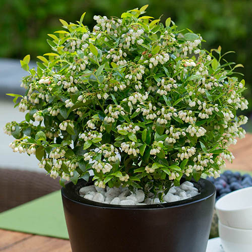 Blueberry BerryBux Blueberry BerryBux