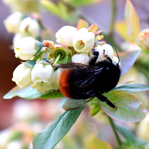 Blueberry BerryBux Blueberry BerryBux