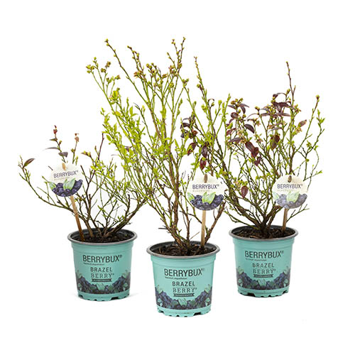 Blueberry BerryBux Blueberry BerryBux