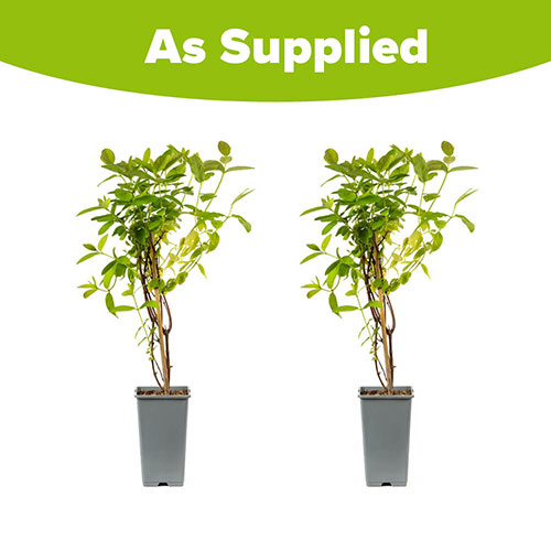 Honeyberry Altaj Honeyberry Altaj