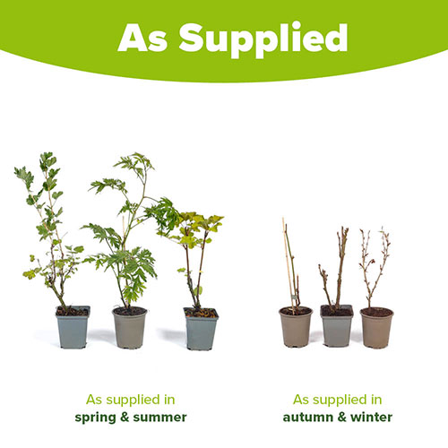 Soft Fruit Lucky Dip Collection Soft Fruit Lucky Dip Collection