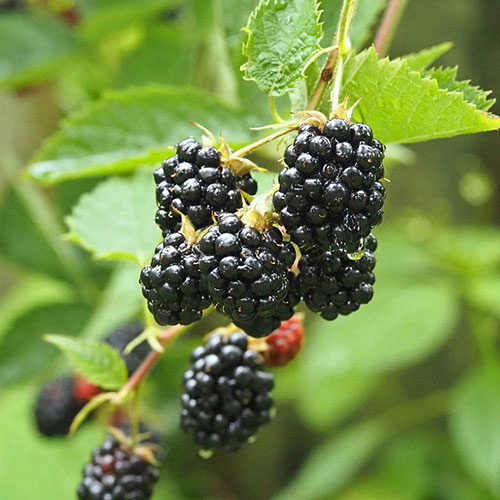 Thornless Blackberry Thornless Blackberry