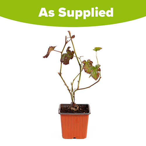 Thornless Blackberry Thornless Blackberry