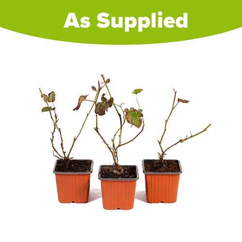 Thornless Blackberry Thornless Blackberry