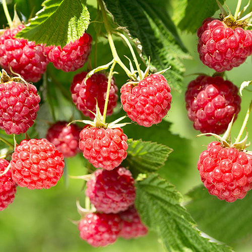 Raspberry Lowberry Baby Dwarf Raspberry Lowberry Baby Dwarf