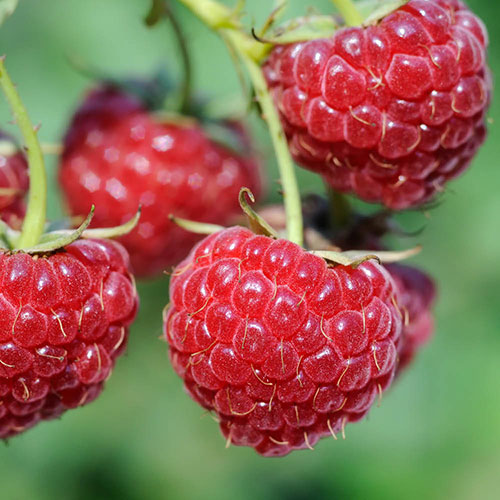 Raspberry Lowberry Baby Dwarf Raspberry Lowberry Baby Dwarf