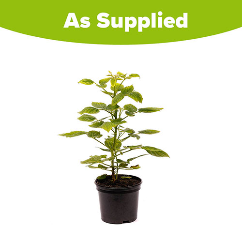 Raspberry Lowberry Baby Dwarf Raspberry Lowberry Baby Dwarf