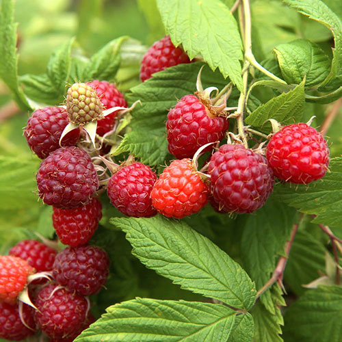 Raspberry Lowberry Ruby Best Raspberry Lowberry Ruby Best