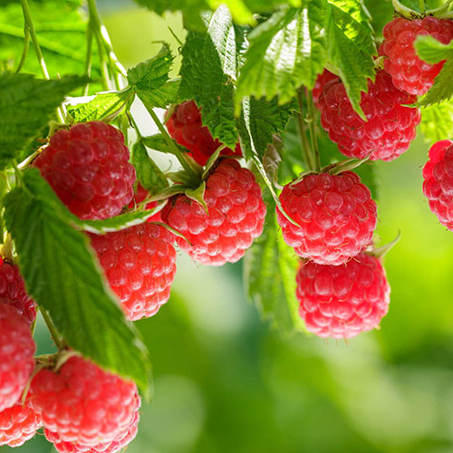 Raspberry Lowberry Ruby Best Raspberry Lowberry Ruby Best