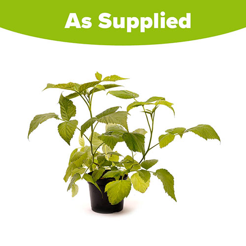 Raspberry Lowberry Ruby Best Raspberry Lowberry Ruby Best