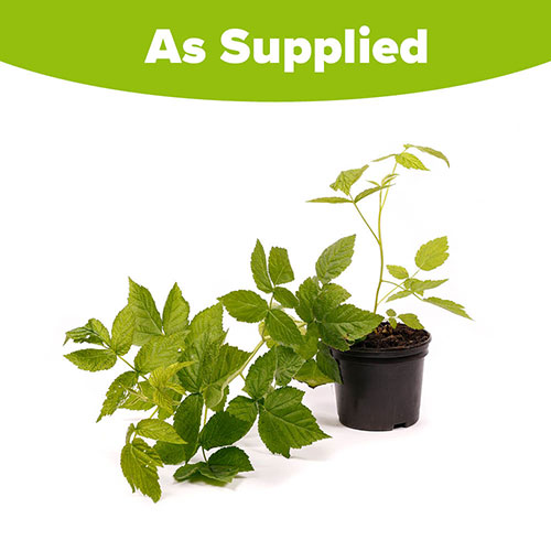 Raspberry Lowberry Little Sweet Sister Raspberry Lowberry Little Sweet Sister