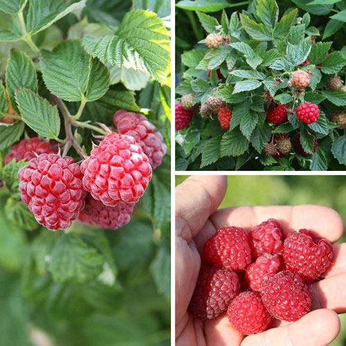 Raspberry Lowberry Collection