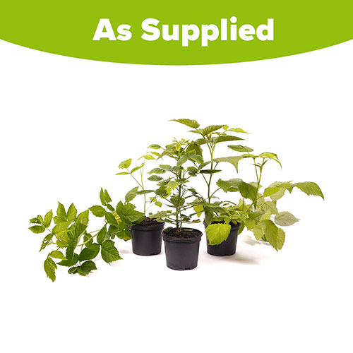 Raspberry Lowberry Collection Raspberry Lowberry Collection