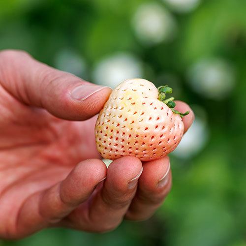 White Strawberry (Pineberry) White Dream White Strawberry (Pineberry) White Dream