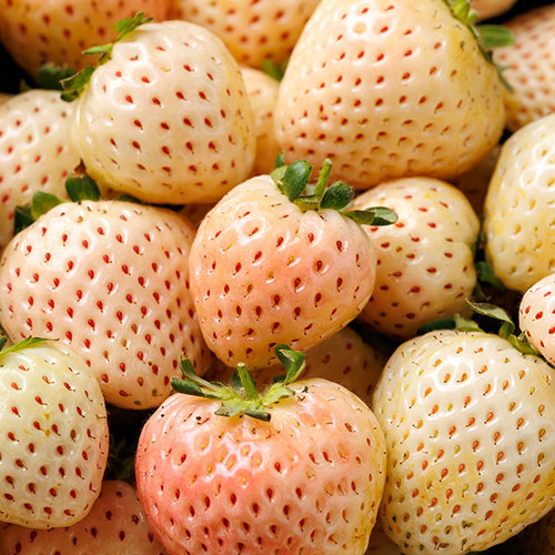 White Strawberry (Pineberry) White Dream White Strawberry (Pineberry) White Dream