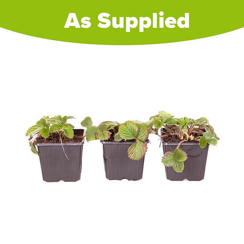 White Strawberry (Pineberry) White Dream White Strawberry (Pineberry) White Dream