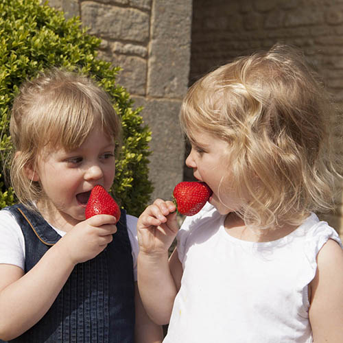 Strawberry Sweet Colossus Strawberry Sweet Colossus