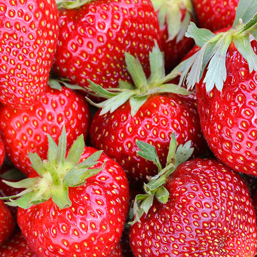 Strawberry Sweet Colossus Strawberry Sweet Colossus