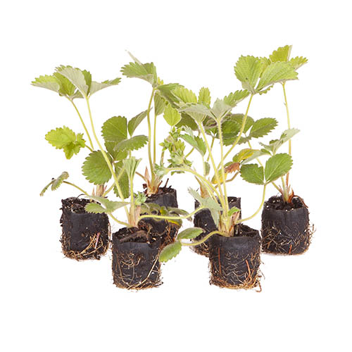 Strawberry Sweet Colossus Strawberry Sweet Colossus