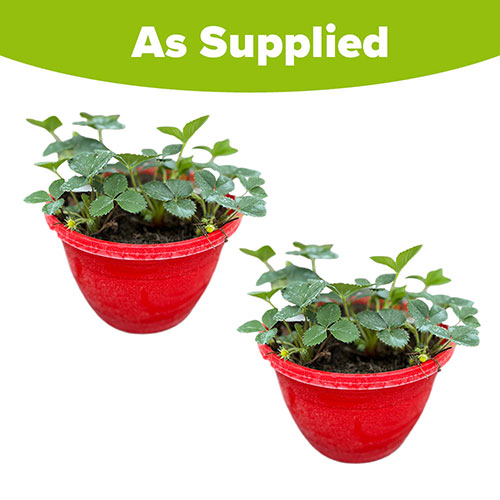 Pre-Planted Strawberry Sweet Summer Hanging Baskets Pre-Planted Strawberry Sweet Summer Hanging Baskets