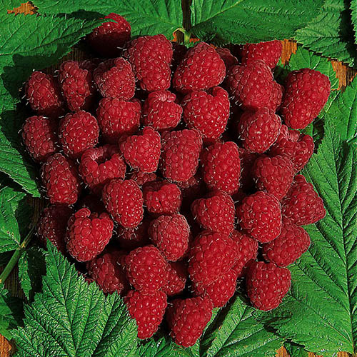 Premium Primocane Raspberry Autumn Bliss Premium Primocane Raspberry Autumn Bliss