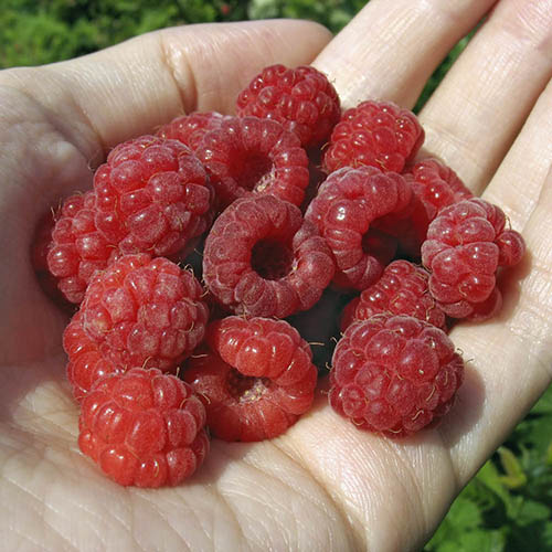 Premium Primocane Raspberry Autumn Bliss Premium Primocane Raspberry Autumn Bliss